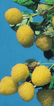 Rubus idaeus 'Golden Queen' (40-50 cm) - gelbe Himbeere