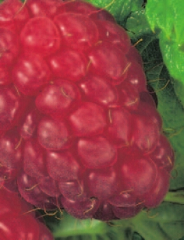 Rubus idaeus 'Malling Promise' (40-50 cm) - Rote Himbeere