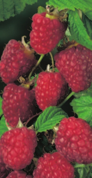 Rubus idaeus 'Malling Promise' (40-50 cm) - Rote Himbeere