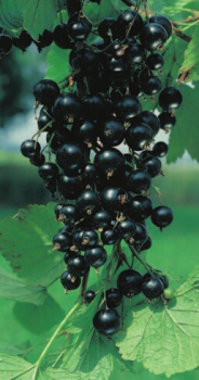 Ribes nigrum 'Silvergieters' (40-50 cm) - Schwarze Johannisbeere