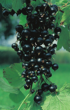 Ribes nigrum 'Silvergieters' (40-50 cm) - Schwarze Johannisbeere