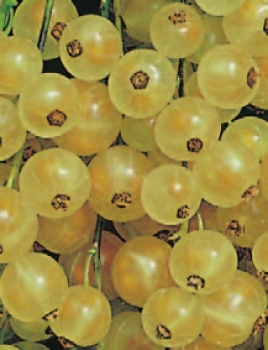 Ribes rubrum 'Weiße Versailler' (40-50 cm) - Weiße Johannisbeere