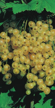 Ribes rubrum 'Weiße Versailler' (40-50 cm) - Weiße Johannisbeere