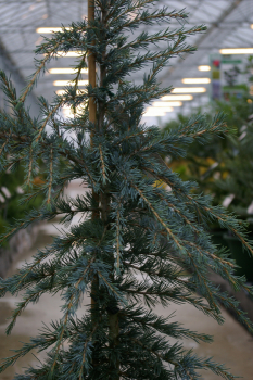 Preview: Cedrus deodara 'Karl Fuchs' (150-175cm)