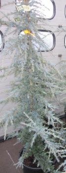 Preview: Cedrus deodara 'Karl Fuchs' (150-175cm)