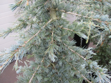 Preview: Cedrus deodara 'Karl Fuchs' (150-175cm)