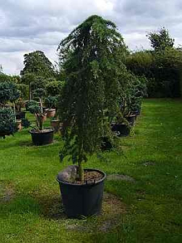 Cedrus deodara 'Pendula' (200-220cm)