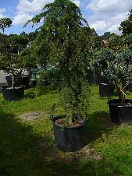 Preview: Cedrus deodara 'Pendula' (200-220cm)
