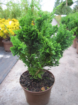 Chamaecyparis lawsoniana Wisselii