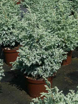 Chamaecyparis pisifera Boulevard