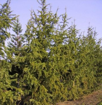 Larix kaempferi 'Diana' (400-450cm)
