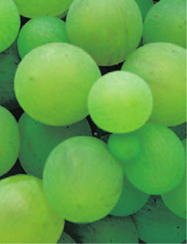 vitis vinifera lakemont