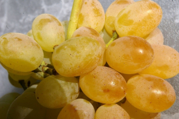 kernlose weintraube primus