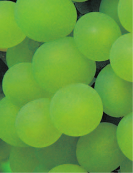 vitis vinifera venus