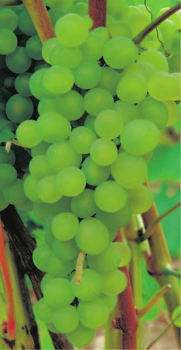vitis vinifera venus
