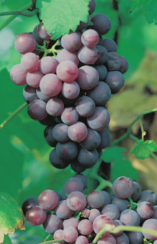 vitis vinifera roter gutedel