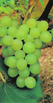 Preview: vitis vinifera phoenix