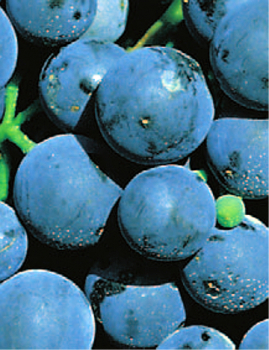 Vitis vinifera Dornfelder (veredelt Neuaustrieb) - Weintrauben-Pflanze (blaue frühreifende Rebsorte)