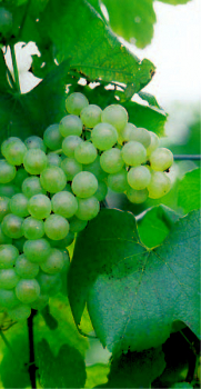 tafeltraube bianca