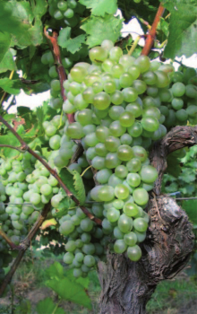 vitis vinifera dea