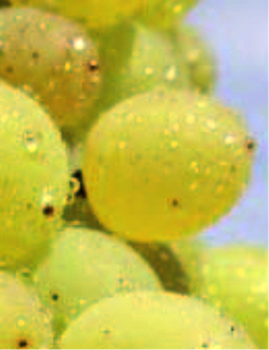 vitis vinifera rusbol