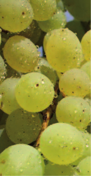 Preview: vitis vinifera rusbol
