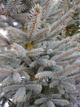 Picea pungens 'Fat Albert' (150-175cm)