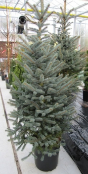 Preview: Picea pungens 'Fat Albert' (150-175cm)