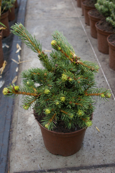 Preview: Picea pungens Lucky Strike