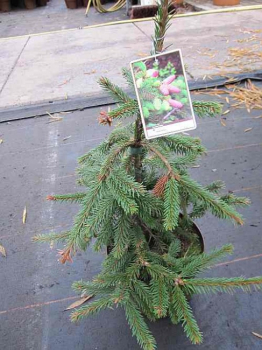 Picea abies acrocona