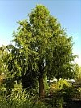 Metasequoia glyptostroboides (150-175cm)
