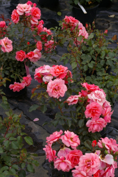 Preview: Beetrose Fredensborg® lachsfarbend Duft+ 60-80cm