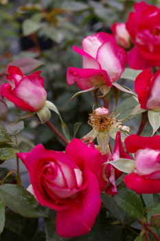 Beetrose Heimatmelodie ® rosaweiß - Duft+ - Tantau Rose