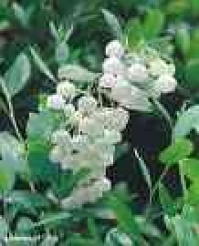 Zenobia pulverulenta 30-40