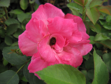Beetrose Rosa Melrose® rosa 50cm