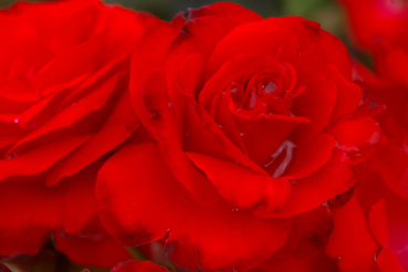 Beetrose Montana® leuchtend rot Duft+ 50cm