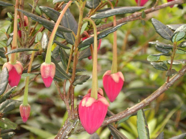 Preview: Crinodendron hookerianum (30-40 cm) - Elaeocarpaceae (Roter Laternenbaum)