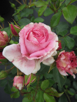 Preview: Beetrose Märchenrose Rosenfee® leicht pinkfarbend Duft++ 50cm