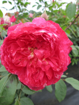 Englische Rose Benjamin Britten® rot-orange Duft+++ 50cm