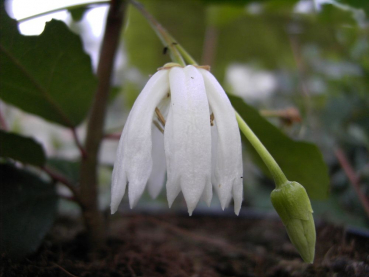 Crinodendron patagua (30-40 cm) - Elaeocarpaceae (Weißer Laternenbaum)