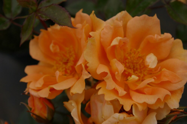 Kletterrose Bridge of Sighs