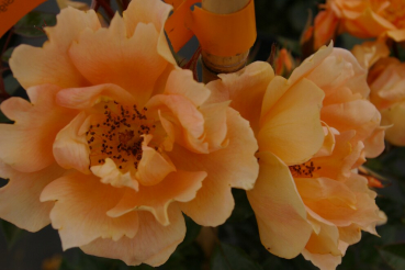 Kletterrose Bridge of Sighs