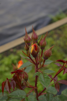 Kletterrose Bridge of Sighs