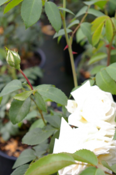Kletterrose Rosa Ilse Krohn Superior® weiß Duft++ 50cm