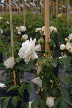 Kletterrose Rosa Ilse Krohn Superior® weiß Duft++ 50cm