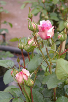Preview: Kletterrose Rosa Jasmina