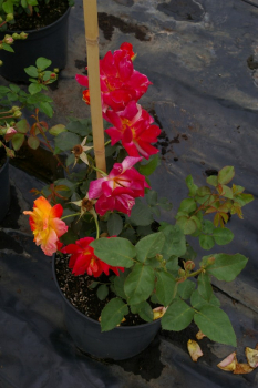 Kletterrose Joseph's Coat