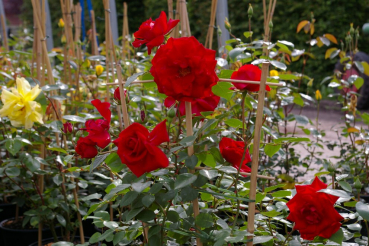 Kletterrose Rosa Mushimara