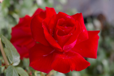 Kletterrose Rosa Mushimara