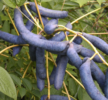 Decaisnea fargesii - Blaugurkenbaum (Blauschote) - Kiribaum